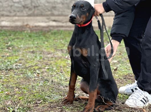 Safkan Fcı Secereli Dobermann Yavruları