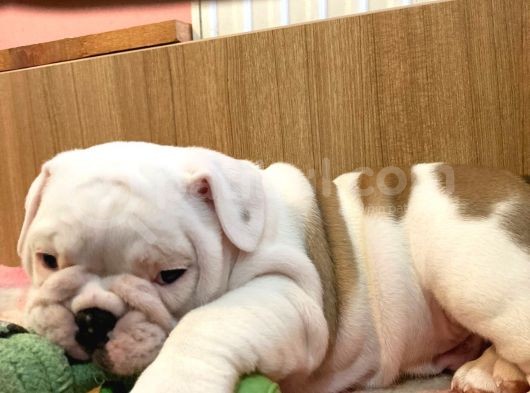 Üst Kalite İngiliz Bulldog Bebeklerimiz görsel