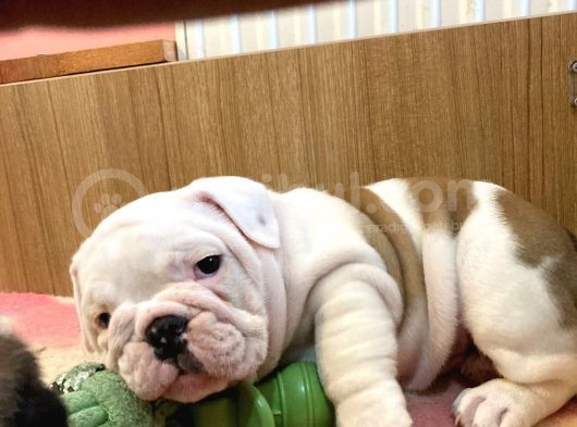 Üst Kalite İngiliz Bulldog Bebeklerimiz görsel