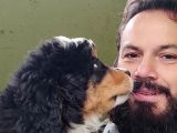 Bernese Mountai̇n Dog Yavrulari̇