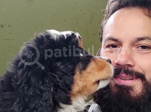 Bernese Mountai̇n Dog Yavrulari̇ görsel