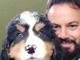 Bernese Mountai̇n Dog Yavrulari̇