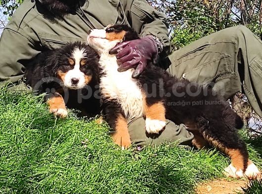Bernese Mountai̇n Dog Yavrulari̇ görsel