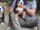 Bernese Mountai̇n Dog Yavrulari̇
