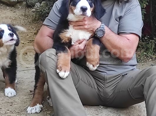 Bernese Mountai̇n Dog Yavrulari̇ görsel