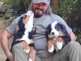 Bernese Mountai̇n Dog Yavrulari̇