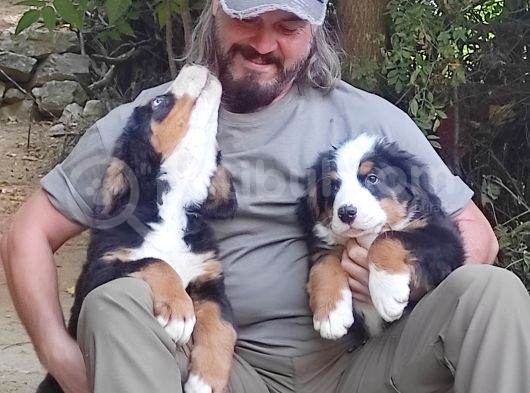 Bernese Mountai̇n Dog Yavrulari̇ görsel
