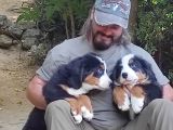 BERNESE MOUNTAİN DOG YAVRULARİ