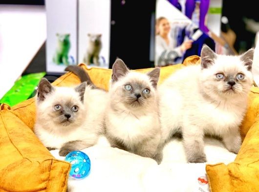 Safkan Üst Kali̇te Blue Poi̇nt Bri̇ti̇sh Shorthai̇r Yavrular görsel