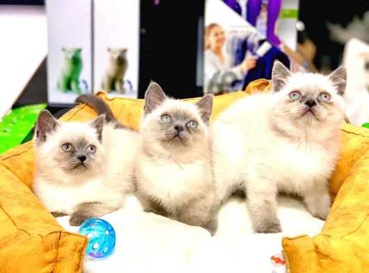 Safkan Üst Kali̇te Blue Poi̇nt Bri̇ti̇sh Shorthai̇r Yavrular görsel