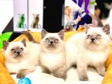 SAFKAN ÜST KALİTE BLUE POİNT BRİTİSH SHORTHAİR YAVRULAR