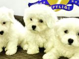 K9 AVRUPA ÇİFTLİĞİNDEN MALTESE TERRİER YAVRULARI