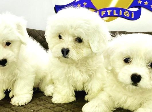 K9 Avrupa Çi̇ftli̇ği̇nden Maltese Terri̇er Yavrulari