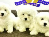 K9 Avrupa Çi̇ftli̇ği̇nden Maltese Terri̇er Yavrulari