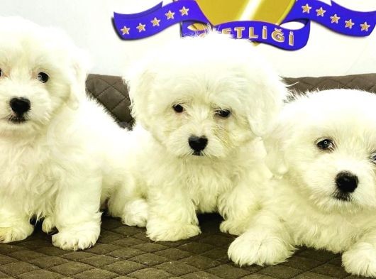 K9 Avrupa Çi̇ftli̇ği̇nden Maltese Terri̇er Yavrulari görsel