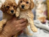 Petmode Köpek Çiftliğinden Apricot Toy Poodle Yavrularımız