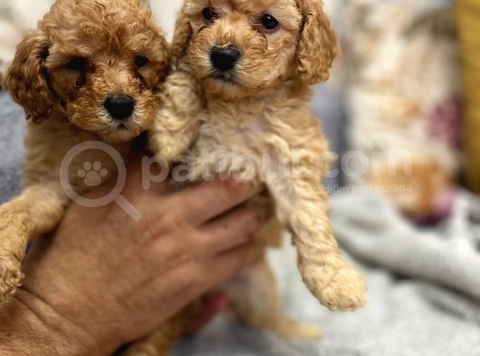 Petmode Köpek Çiftliğinden Apricot Toy Poodle Yavrularımız görsel