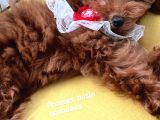 Minyatür Toy Poodle