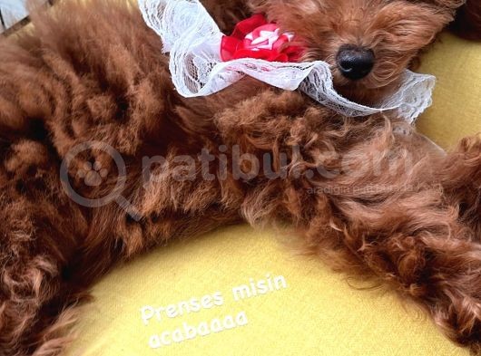 Minyatür Toy Poodle görsel