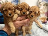 Petmode Köpek Çiftliğinden Apricot Toy Poodle Yavrularımız
