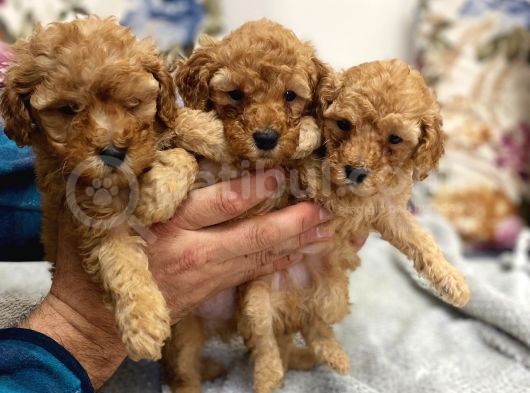 Petmode Köpek Çiftliğinden Apricot Toy Poodle Yavrularımız görsel