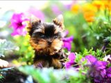 Petmode Köpek Çiftliğinden Tea Cup Yorkshire Yavrumuz