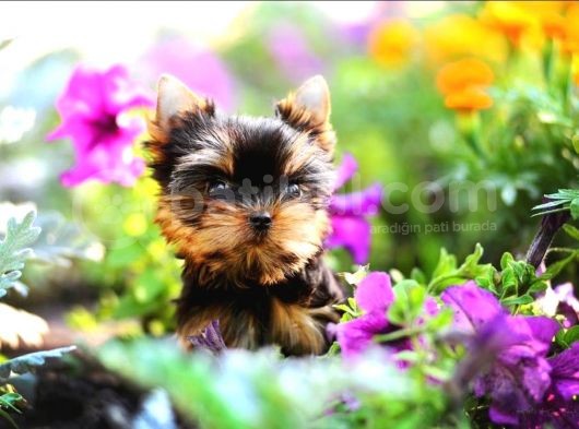 Petmode Köpek Çiftliğinden Tea Cup Yorkshire Yavrumuz görsel