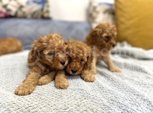 Petmode Köpek Çiftliğinden Apricot Toy Poodle Yavrularımız görsel