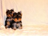 Petmode Köpek Çiftliğinden Tea Cup Yorkshire Yavrumuz