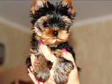 Petmode Köpek Çiftliğinden Tea Cup Yorkshire Yavrumuz