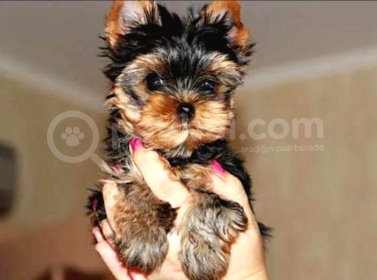 Petmode Köpek Çiftliğinden Tea Cup Yorkshire Yavrumuz görsel