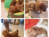 Petmode Köpek Çiftliğinden Apricot Toy Poodle Yavrularımız