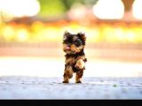 Petmode Köpek Çiftliğinden Tea Cup Yorkshire Yavrumuz