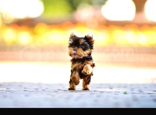 Petmode Köpek Çiftliğinden Tea Cup Yorkshire Yavrumuz görsel