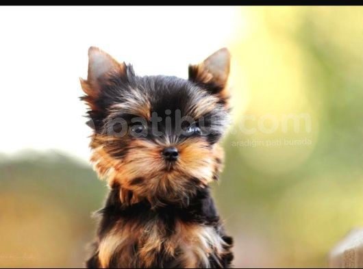 Petmode Köpek Çiftliğinden Tea Cup Yorkshire Yavrumuz