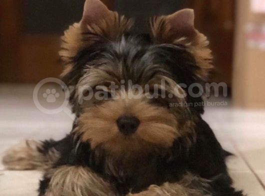 Petmode Köpek Çiftliğinden Tea Cup Yorkshire Yavrumuz görsel