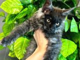 Xl Maine Vcoon Yavrular