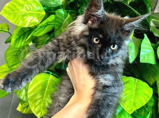 Xl Maine Vcoon Yavrular görsel