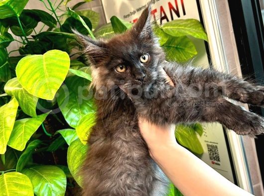 Xl Maine Vcoon Yavrular görsel