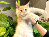 Xl Maine Vcoon Yavrular