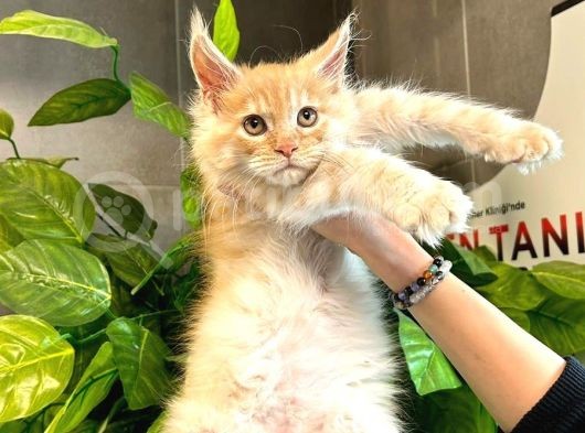 Xl Maine Vcoon Yavrular görsel