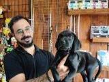 Mükemmel Kalite Labrador Yavrularımız