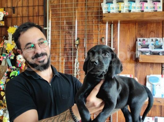 Mükemmel Kalite Labrador Yavrularımız görsel