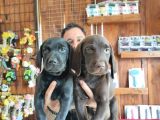 Mükemmel Kalite Labrador Yavrularımız