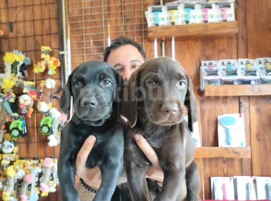 Mükemmel Kalite Labrador Yavrularımız görsel