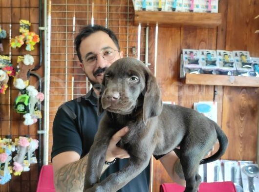 Mükemmel Kalite Labrador Yavrularımız görsel