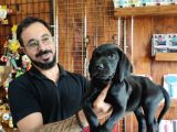 Mükemmel Kalite Labrador Yavrularımız