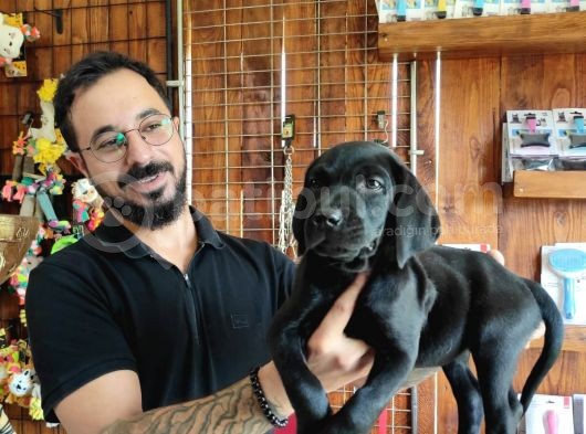Mükemmel Kalite Labrador Yavrularımız görsel