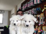 Ayi̇ Yavrusu Samoyed A Kali̇te Irk