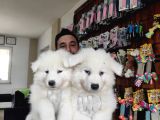 AYİ YAVRUSU SAMOYED A KALİTE IRK